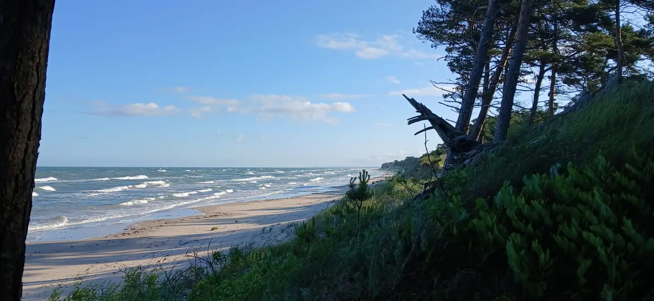 A Baltic shore: pines leaning over a dune, surf running along an empty beach.